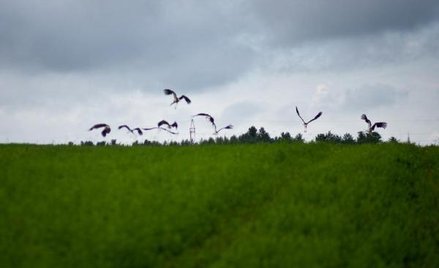 Przez ostatnie 11 lat pola drożały w zastraszającym tempie