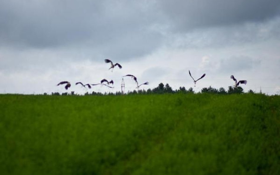 Przez ostatnie 11 lat pola drożały w zastraszającym tempie