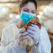 Do zakażenia ptasią grypą dochodzi w wyniku kontaktu człowieka z zakażonym ptakiem
