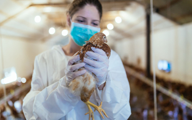 Do zakażenia ptasią grypą dochodzi w wyniku kontaktu człowieka z zakażonym ptakiem