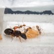 Przemycane mrówki z Chin przejdą kwarantannę