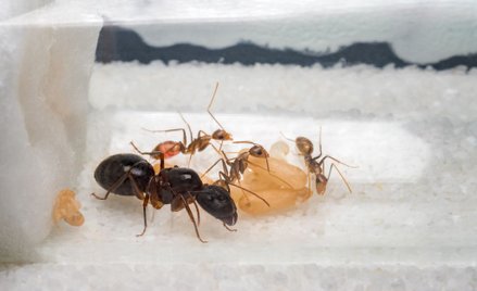 Przemycane mrówki z Chin przejdą kwarantannę