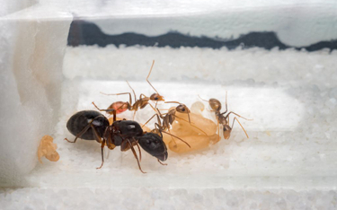 Przemycane mrówki z Chin przejdą kwarantannę