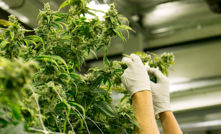 Pojawiają się zakręty na drodze do legalizacji marihuany