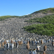 Ogromna kolonia pingwinów zdziesiątkowana. Co się stało?