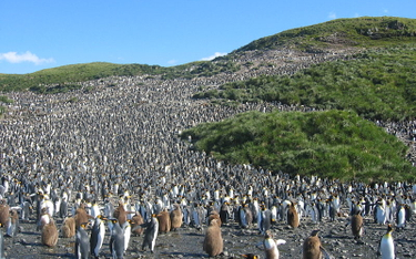 Ogromna kolonia pingwinów zdziesiątkowana. Co się stało?