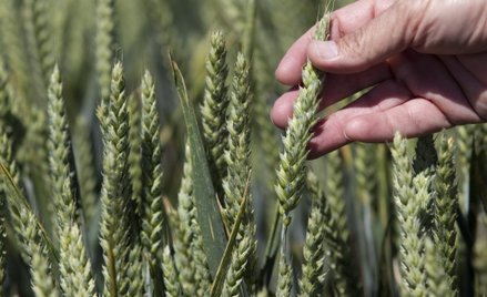 Giełda sięga po zboże