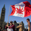 Kanada legalizuje rekreacyjne stosowanie marihuany
