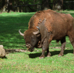 Białowieża: Żubr zaatakował turystę