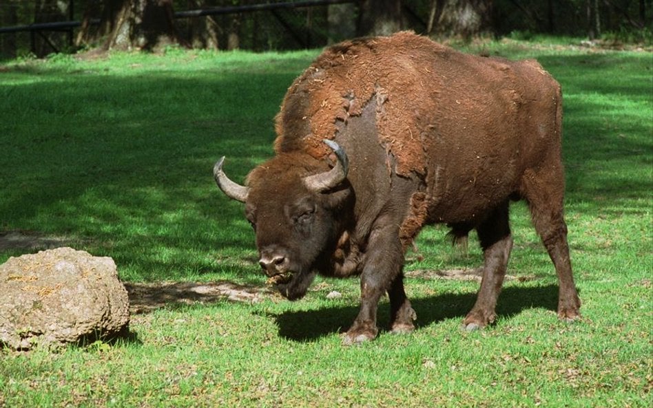 Białowieża: Żubr zaatakował turystę