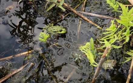 Poleski Park Narodowy znajduje się na liście obszarów Natura 2000 (fot. Janusz Tatarkiewicz)