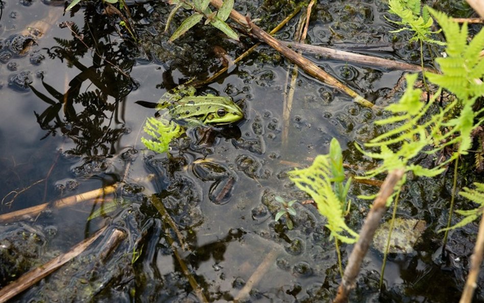 Poleski Park Narodowy znajduje się na liście obszarów Natura 2000 (fot. Janusz Tatarkiewicz)
