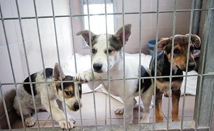 Podopieczni schroniska dla zwierząt w Opolu.