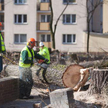 W Otwocku drzewa przegrały z? deweloperem
