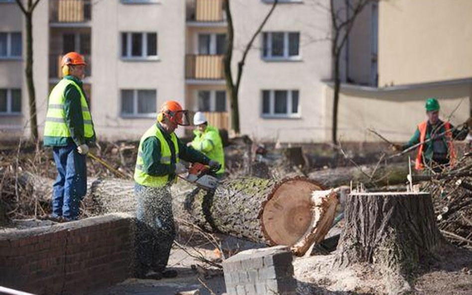 Wycięcie suchego drzewa