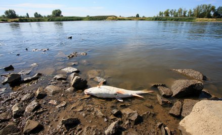 Śnięta ryba w Odrze w okolicy wsi Cigacice (woj. lubuskie)