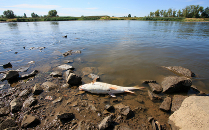 Śnięta ryba w Odrze w okolicy wsi Cigacice (woj. lubuskie)