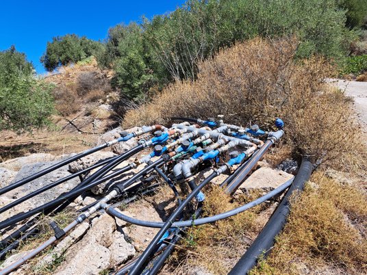 Drobne koroneiki to podstawowy gatunek oliwek do tłoczenia oliwy. Pod koniec listopada zaczną się zb