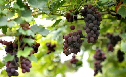 Winogrona z niemiłym dodatkiem