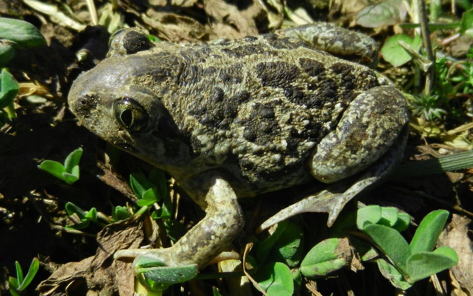 Tak miasta chronią żaby, aby nie ginęły na drogach