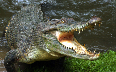 Amazon wykryje krokodyla w Australii