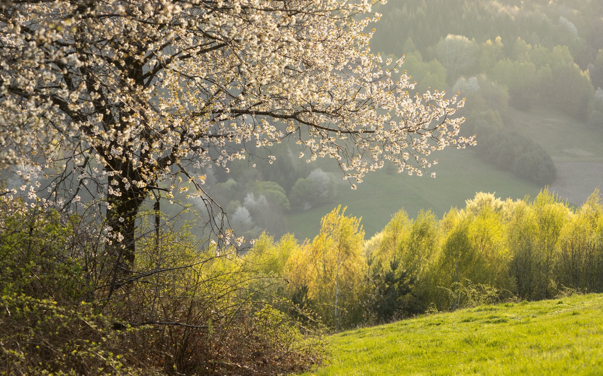 Pogoda na czwartek. Spokojna aura w większości kraju, gorzej na południu