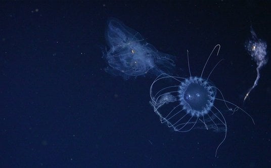 Solmissus (meduza przypominająca kształtem talerz obiadowy) poluje na żebropława