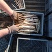 Europejskie pola wołają o pracowników