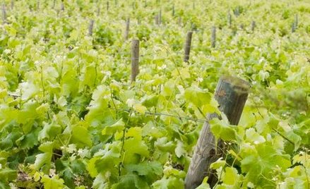 Marki na wino i ocet pozostają w kolizji