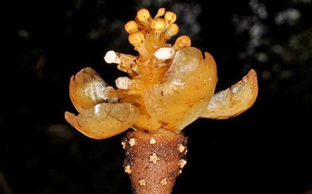 Bulwy korzeniowe rośliny-pasożyta upodobniają ją do koralowców.