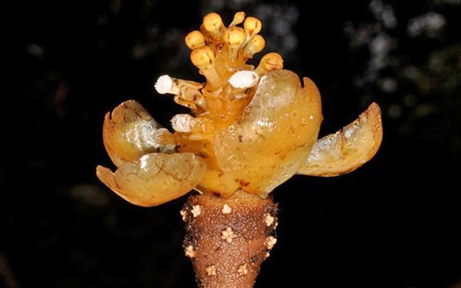 Bulwy korzeniowe rośliny-pasożyta upodobniają ją do koralowców.