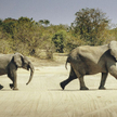 Botswana uchyliła zakaz polowań na słonie