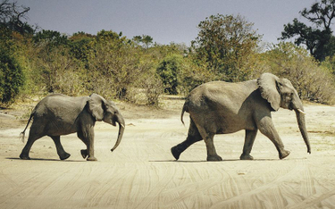 Botswana uchyliła zakaz polowań na słonie