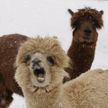Lama w waszyngtońskim zoo