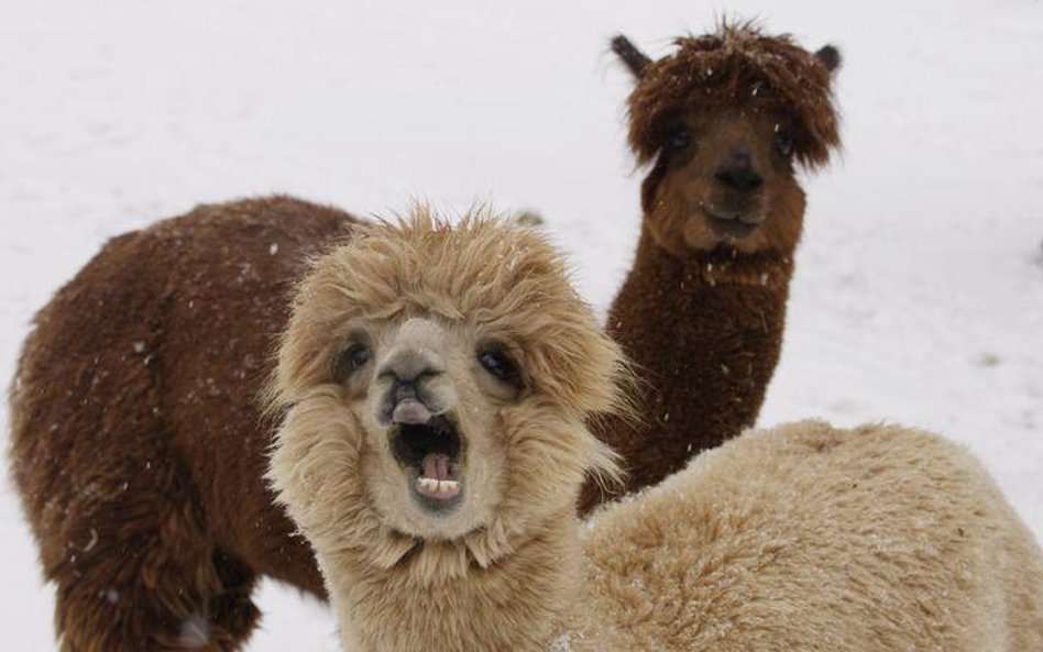 Lama w waszyngtońskim zoo