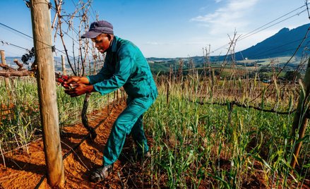 Wina Mazurka: Z początku świata