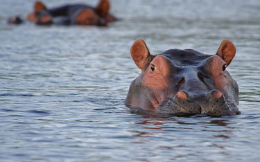 Kolumbia ma problem z hipopotamami Pablo Escobara