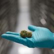 Tilray – marihuanowa spółka zmienna niczym bitcoin
