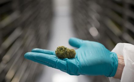 Tilray – marihuanowa spółka zmienna niczym bitcoin