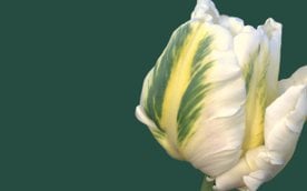 Aby wziąć udział w wydarzeniu, wystarczy zakupić bilet wstępu do parku.