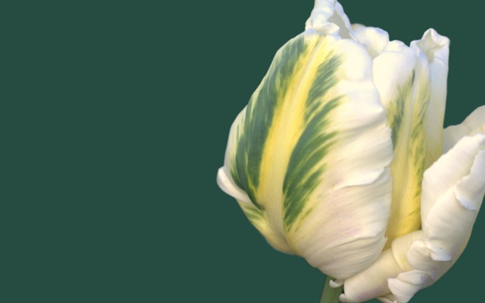 Aby wziąć udział w wydarzeniu, wystarczy zakupić bilet wstępu do parku.