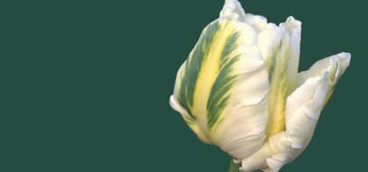 Aby wziąć udział w wydarzeniu, wystarczy zakupić bilet wstępu do parku.