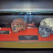 Czaszki neandertalczyka (z lewej) i cromagnończyka, Horniman Museum, Londyn