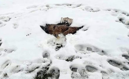 Czwarty bielik otruty na południu Polski