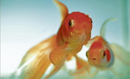 Zawody z udziałem takich rybek zostały uznane za nieetyczne