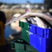 Brexit bije w Szkotów. Nie mogą eksportować ryb do UE