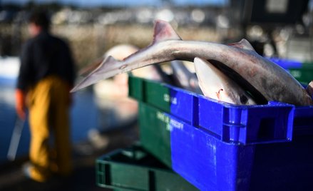 Brexit bije w Szkotów. Nie mogą eksportować ryb do UE