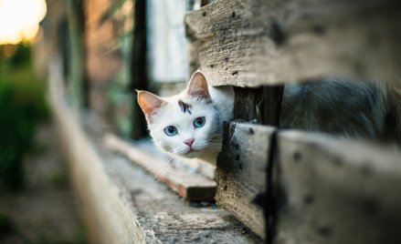 Gmina nie może ograniczyć czasowo pomocy dla kotów