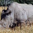 Dr Williams: Dzięki in vitro przywrócimy nosorożca białego północnego