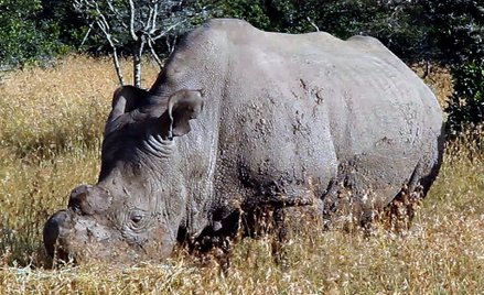 Dr Williams: Dzięki in vitro przywrócimy nosorożca białego północnego